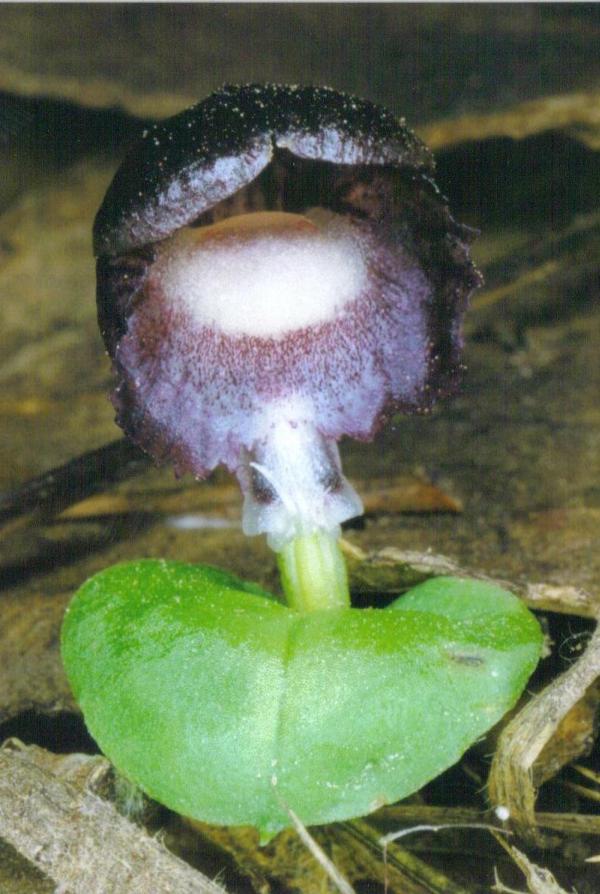 Corysanthes incurva
